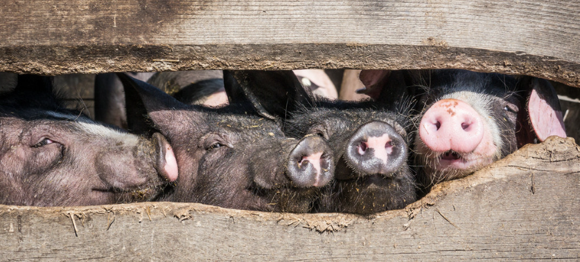 a054680c6f78a3bb67161358a348e63a0e0dabd5